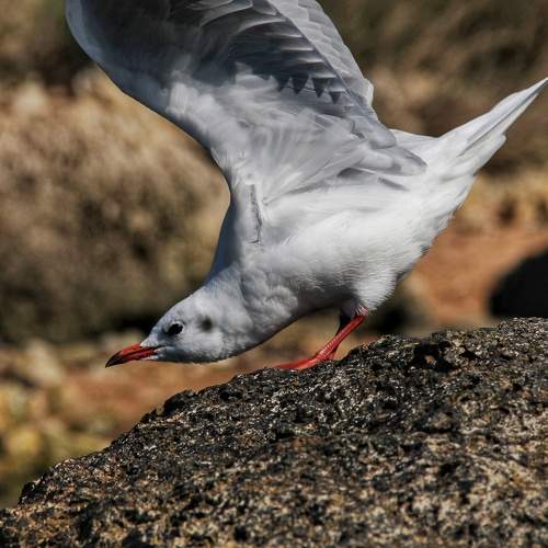 Photo #11102763