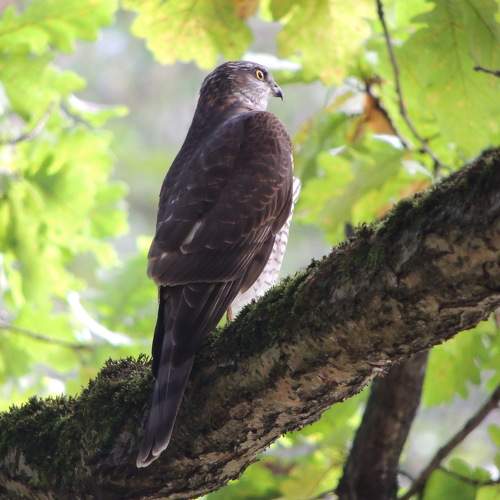Photo #11103137