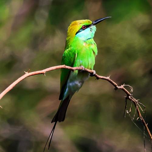 Photo #11103230