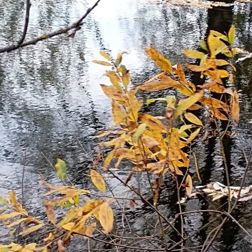 Photo #11103305