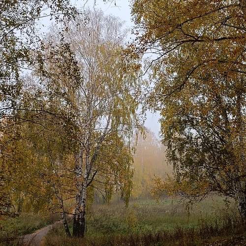 Photo #11103488