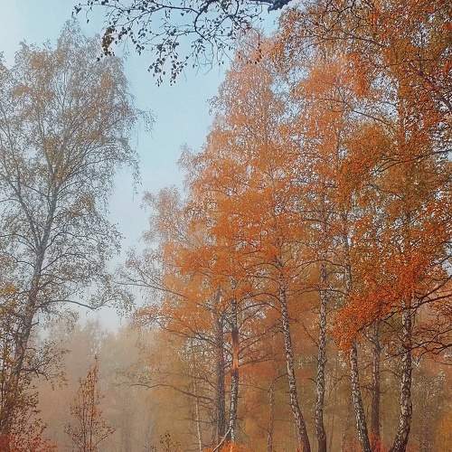 Photo #11103491