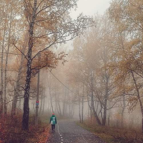 Photo #11103494