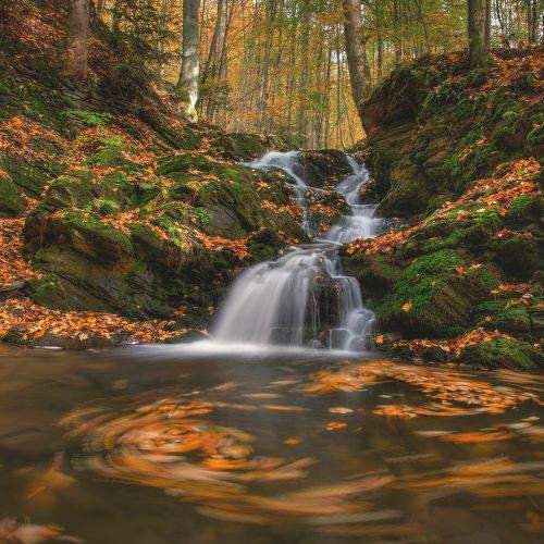Photo #11103720