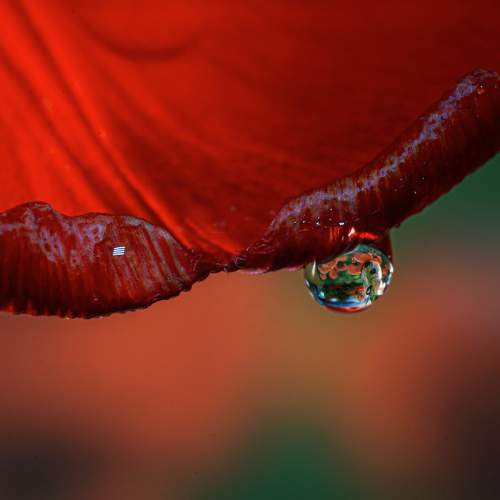 Photo #11103823
