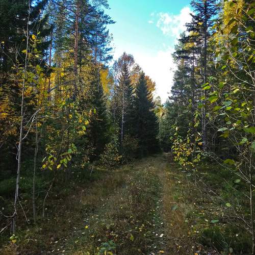Осенний лес
