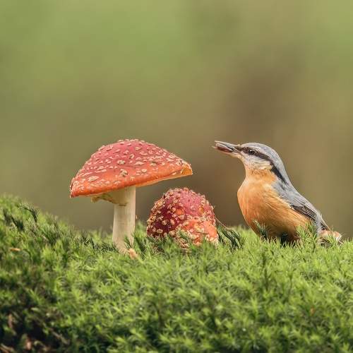 Photo #11103891