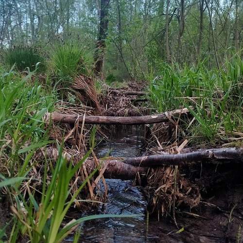 Photo #11104815