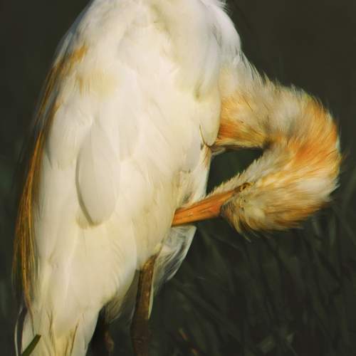 Photo #11105076