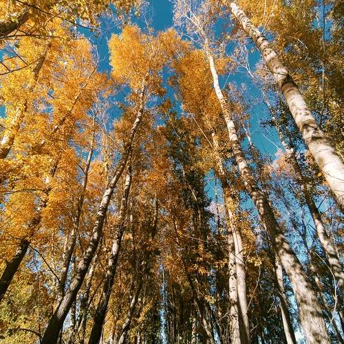 Photo #11105279