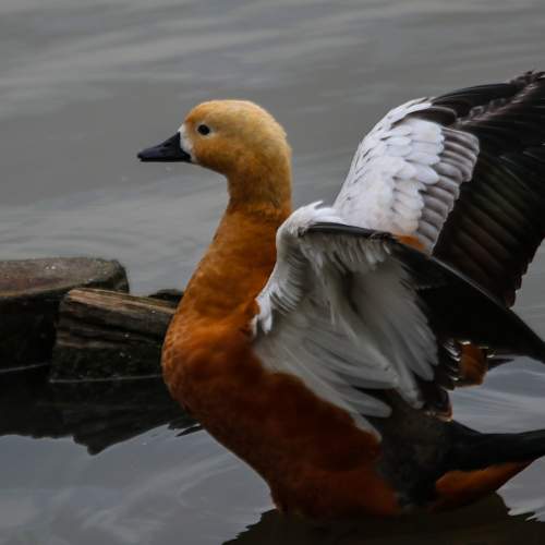 Photo #11105377