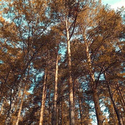 Photo #11105484
