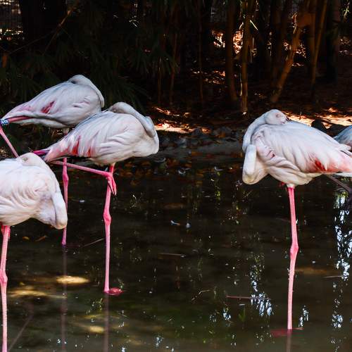 Photo #11105589