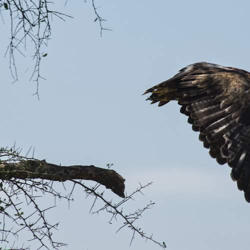 Photo #11105648