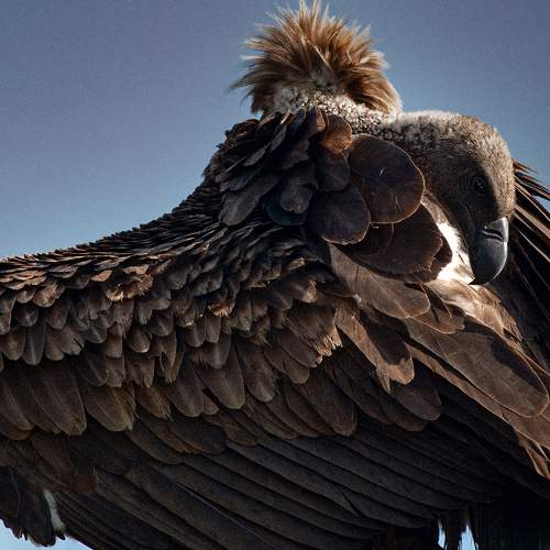 Photo #11105649
