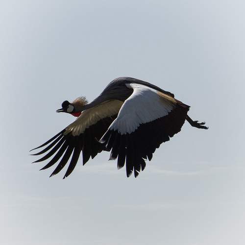 Photo #11105663