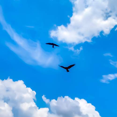 Photo #11105845