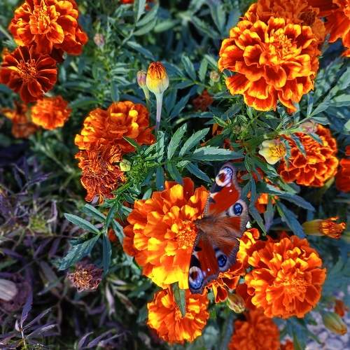 Photo #11106118