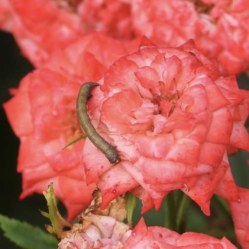Dotted border caterpillar( larva form of moth)
