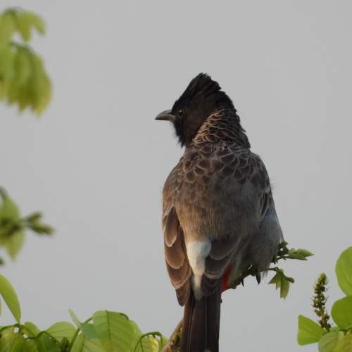 Red velvet bulbul