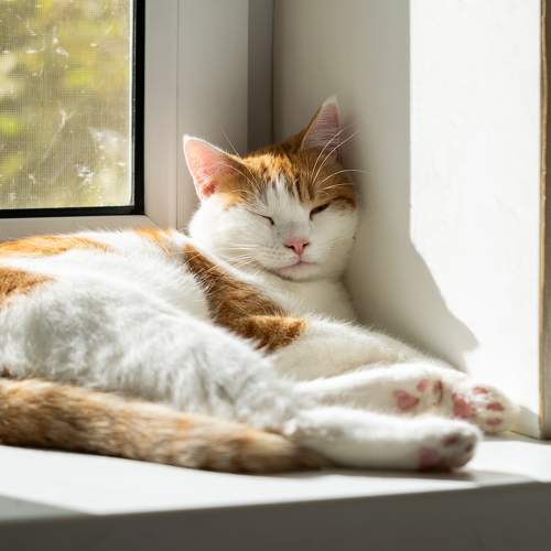 Фотография #11106160