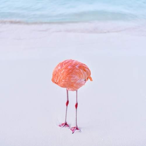 Photo #11106356