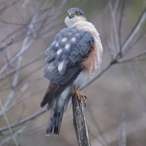 Photo #11106750
