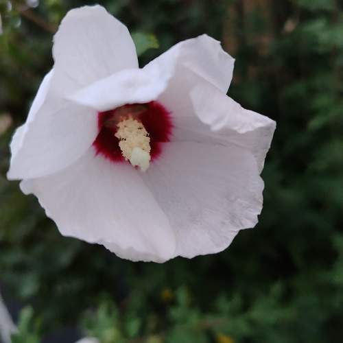 Photo #11107069