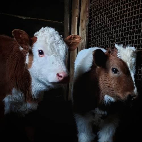 Photo #11107152