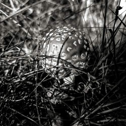Photo #11107195