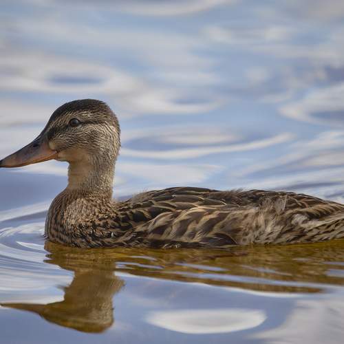 Фотография #11107369