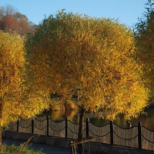 Photo #11107500