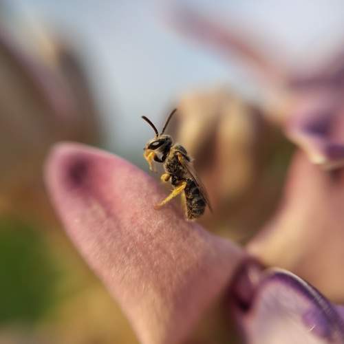Honey lover