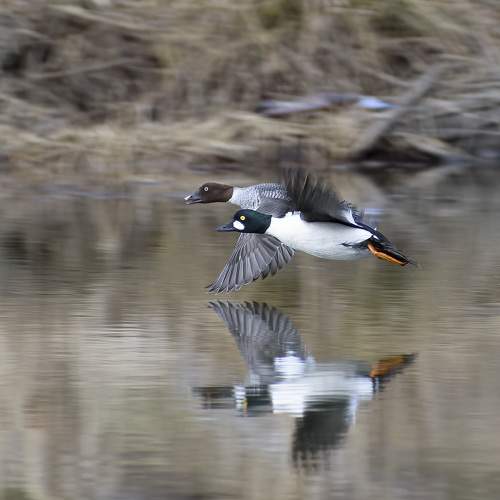 Photo #11107959