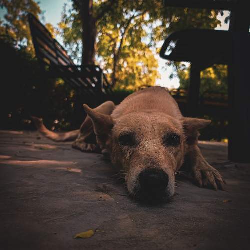 Photo #11108036