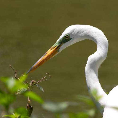 Photo #11108186