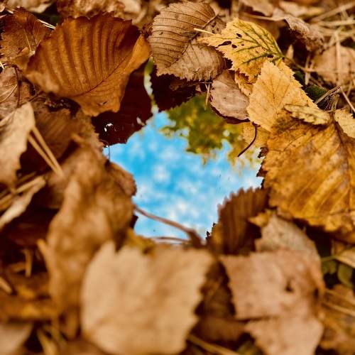 Photo #11108842