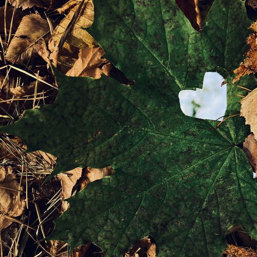 Photo #11108843