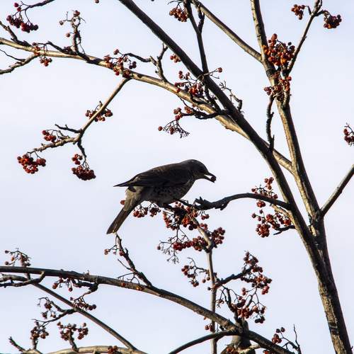 Photo #11109808