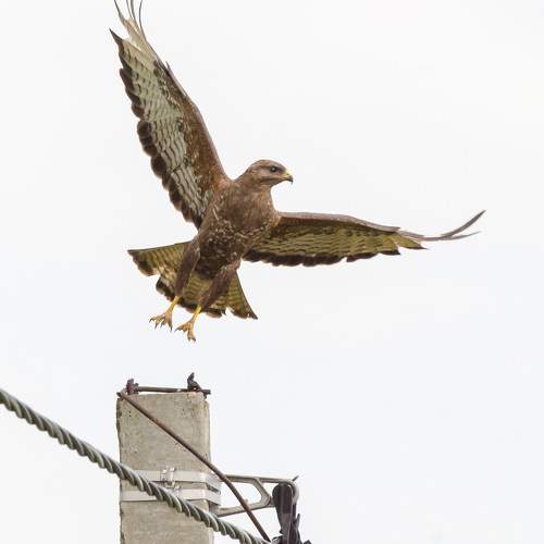 Photo #11110044