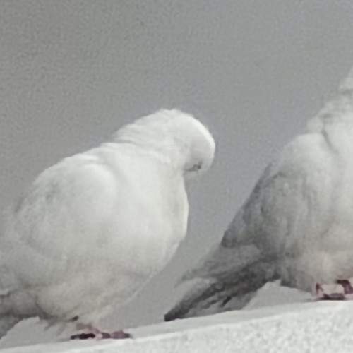 Photo #11110098