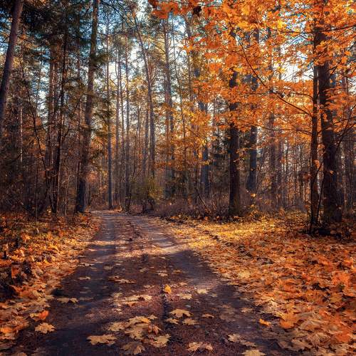 Photo #11110202