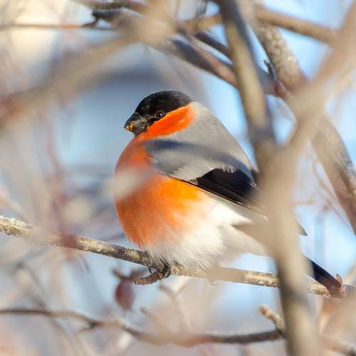 Photo #11110531