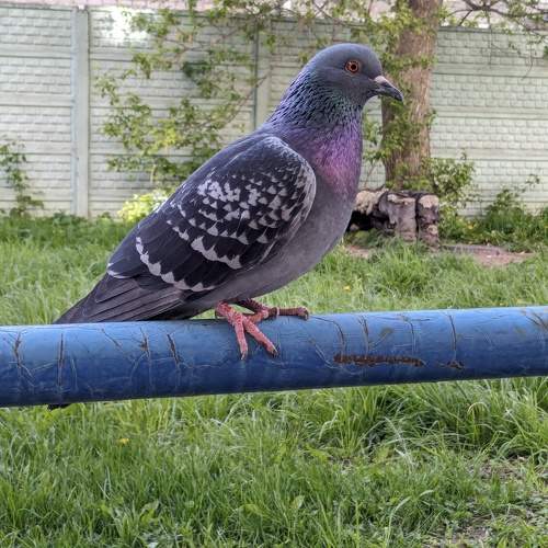 Photo #11110867