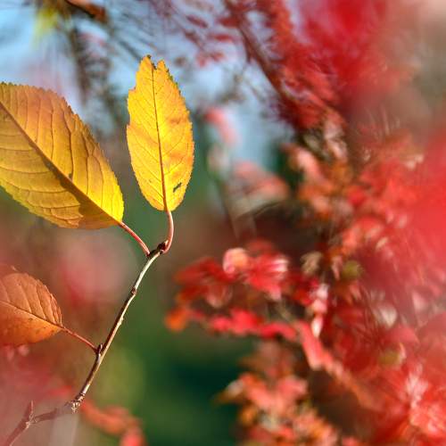 Photo #11110944