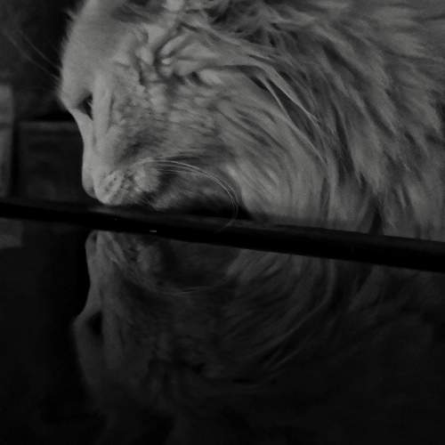Photo #11111680