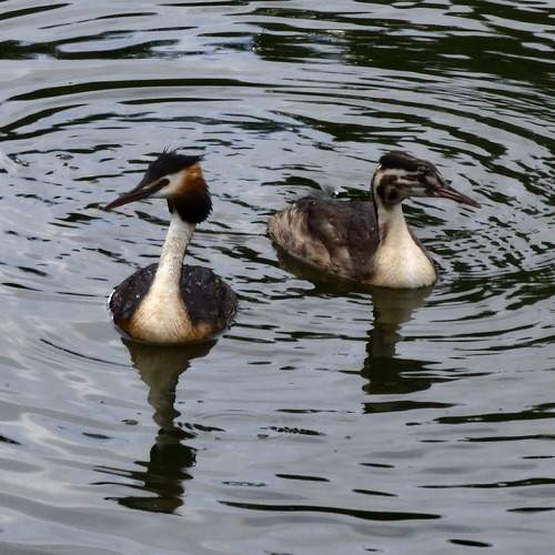 Photo #11112142