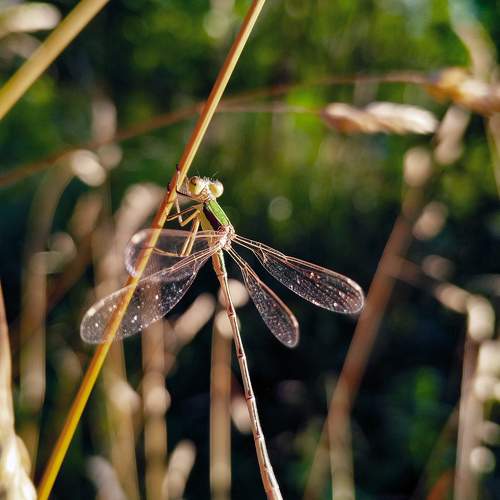 Photo #11112922