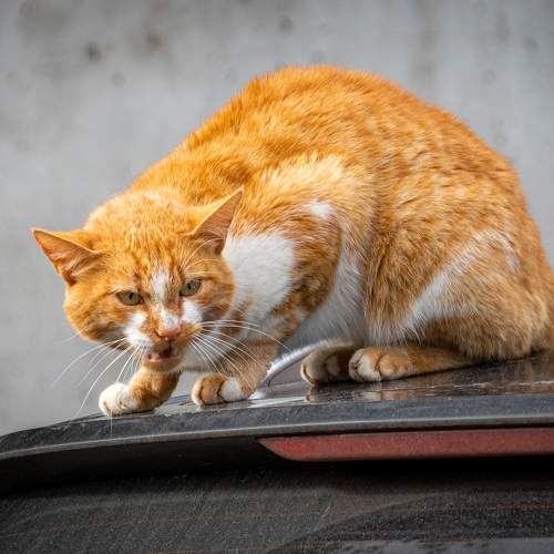 Photo #11113168