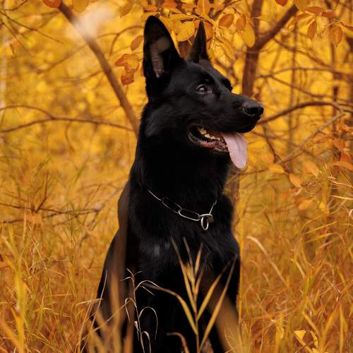 Photo #11113526